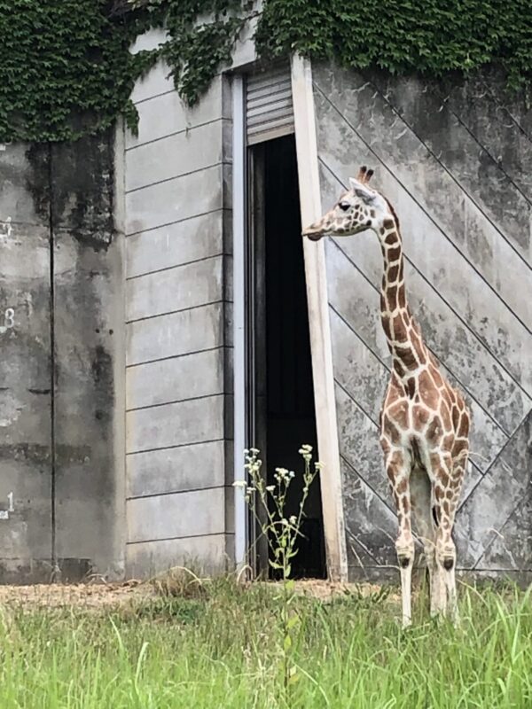東山動物園 キリン
