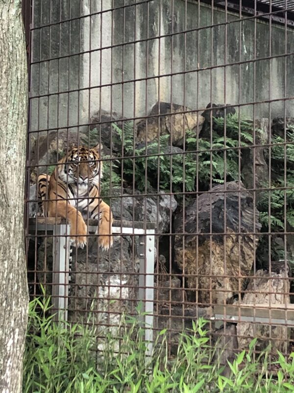 東山動物園 トラ