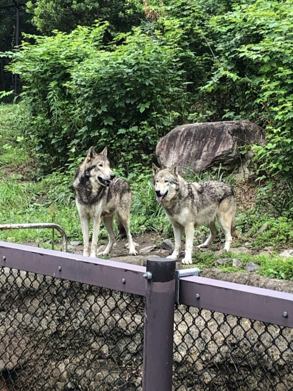 東山動物園 オオカミ