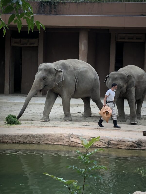 東山動物園 ゾウ